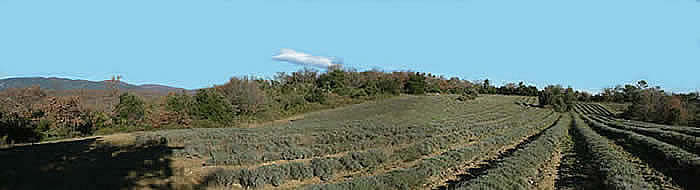 Luberon Vaucluse Provence location vente